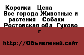 Корсики › Цена ­ 15 000 - Все города Животные и растения » Собаки   . Ростовская обл.,Гуково г.